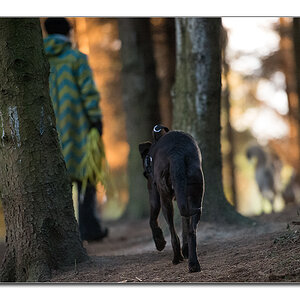im wald