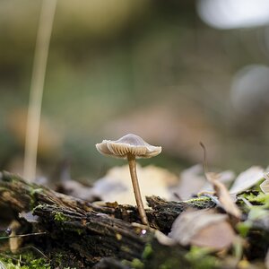 Pilz