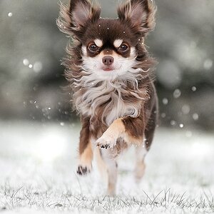 Schnee