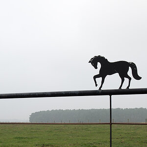 pferd