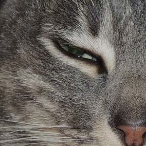 Kater Sam