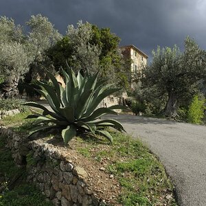 Olivenbaeume Donnerwetter CO