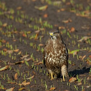 Mäusebussard 0006 02