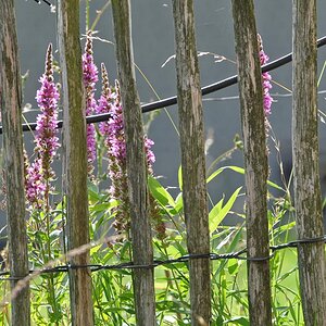 Hinter Gittern