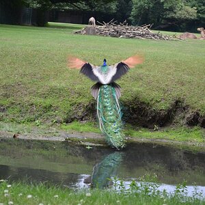 Pfau