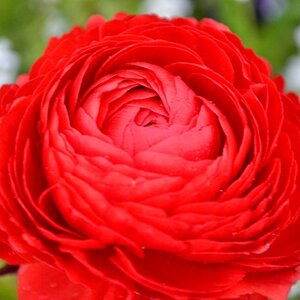 Blüte