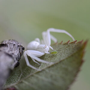 Krabbenspinne