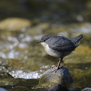 Juvenile Wasseramsel