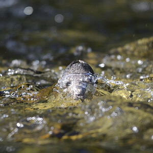 Juvenile Wasseramsel beim Fischen