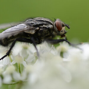 Fliege Makro