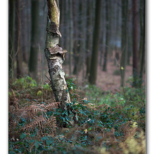 baum