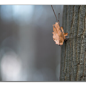 blatt und baum