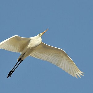Ein Reiher fliegt über den Tagebau mitten in der Wüste
(3951)