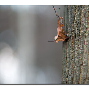 blatt und baum2