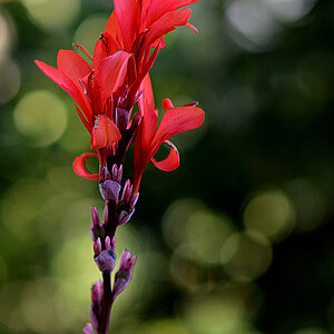 bokeh blume