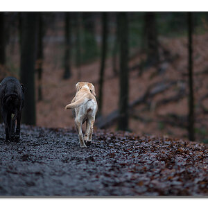 Lupa und Sina im Jan 2012