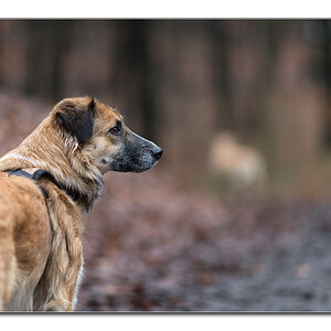 dof bambi