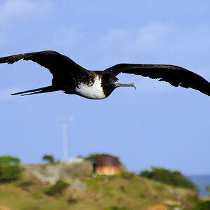 Fregattvogel Antigua