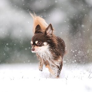 Schnee