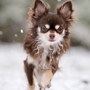 schnee
