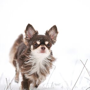 schnee