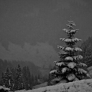 schnee tanne