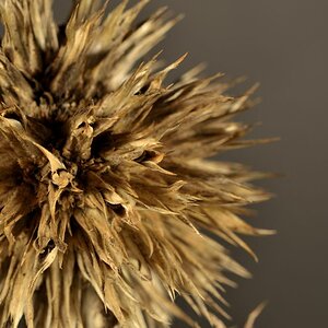 130102 Makro 005 5130102 Makro 005