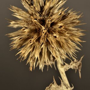 130102 Makro 009 9130102 Makro 009