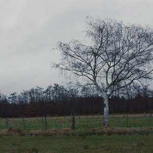 Esinger Moor