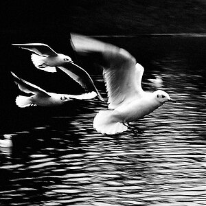Möwe 1