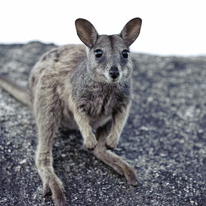 Reportage Australien 10
