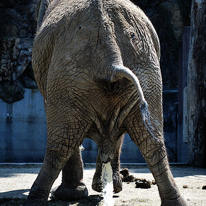 pischender elefant