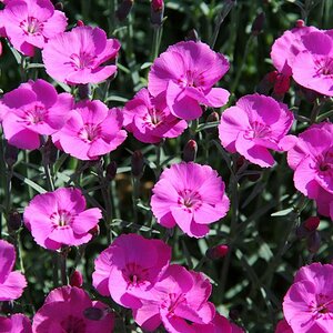 Dianthus grapolitanus