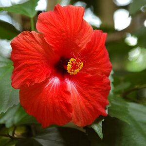 Hibiscus in Afrika