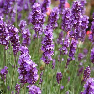 Lavendula angustifolia