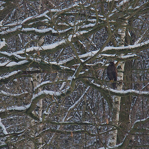 Februar 09