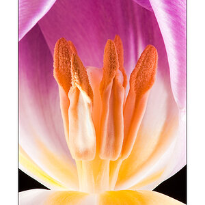Leuchtende Tulpe 2