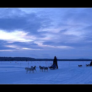 Dog Sled