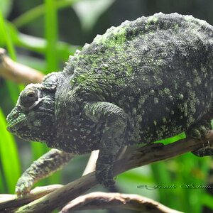 Camelion im Terrarium