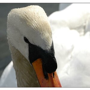 FCswan2