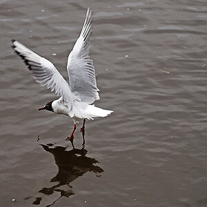 wasserlaeufer