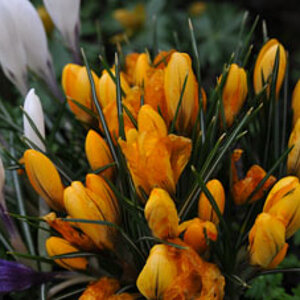 Blumen 1