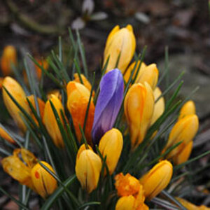 Blumen 2