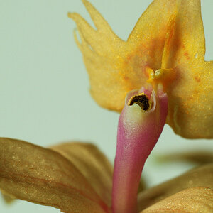 unbekannte Mini-Orchidee; 03/2009