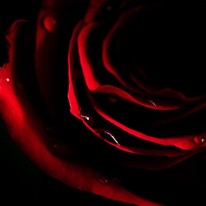 rose 2
