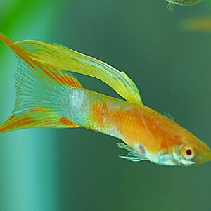 Guppy Doppelschwert
