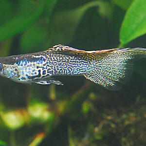 Guppy Obenschwert filigran