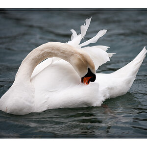Schwan
Decksteiner Weiher