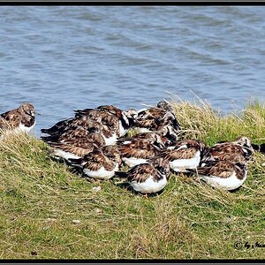 • Kalter Nordostwind •

•Steinwälzer ( Lat.: Arenaria interpres ) wärmen sich gegenseitig und suchen Schutz im Gras am Wagejot auf Texel NL •
• Nikon 