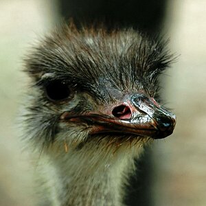 Straußenvogel